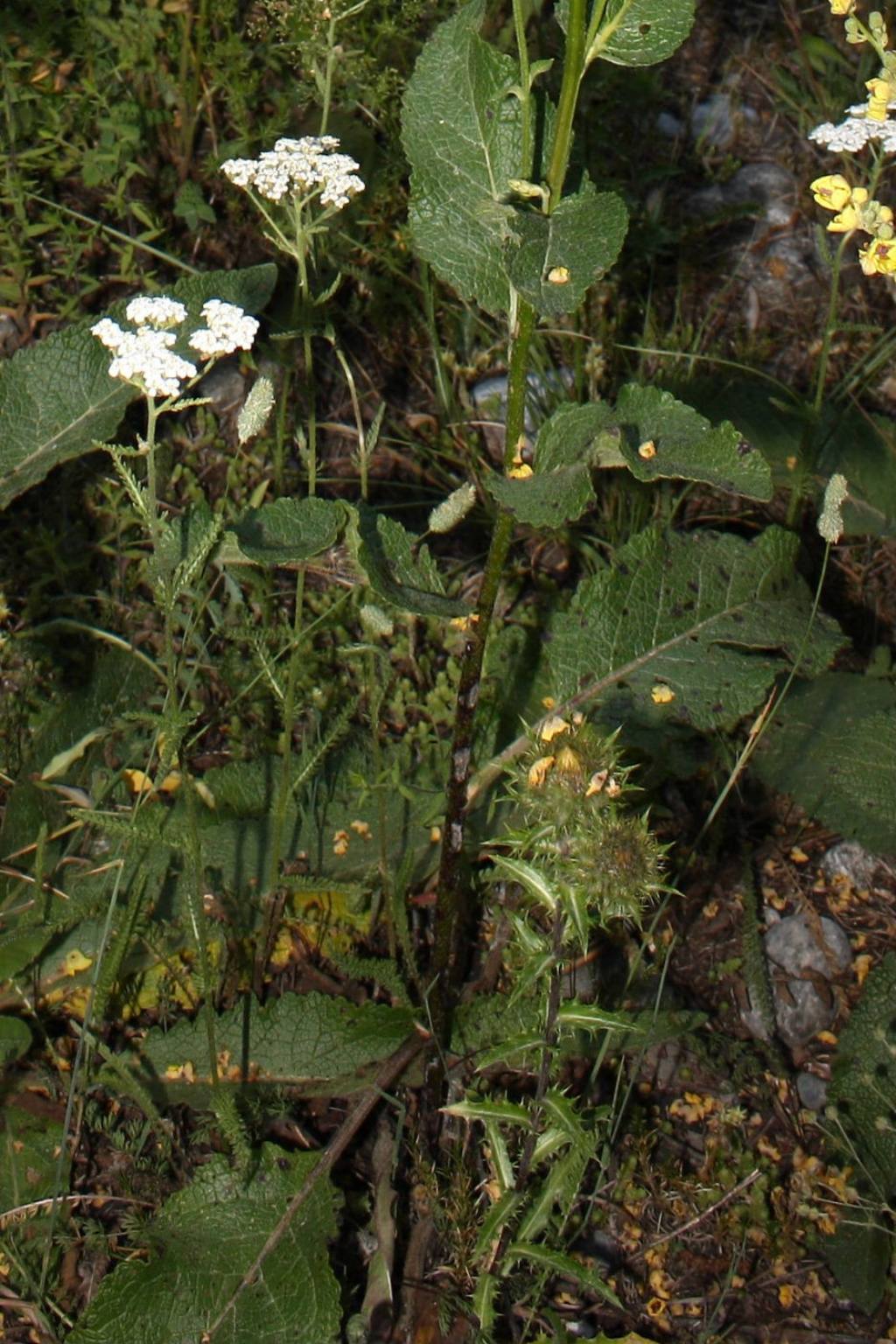 Verbascum cfr. chaixii ??